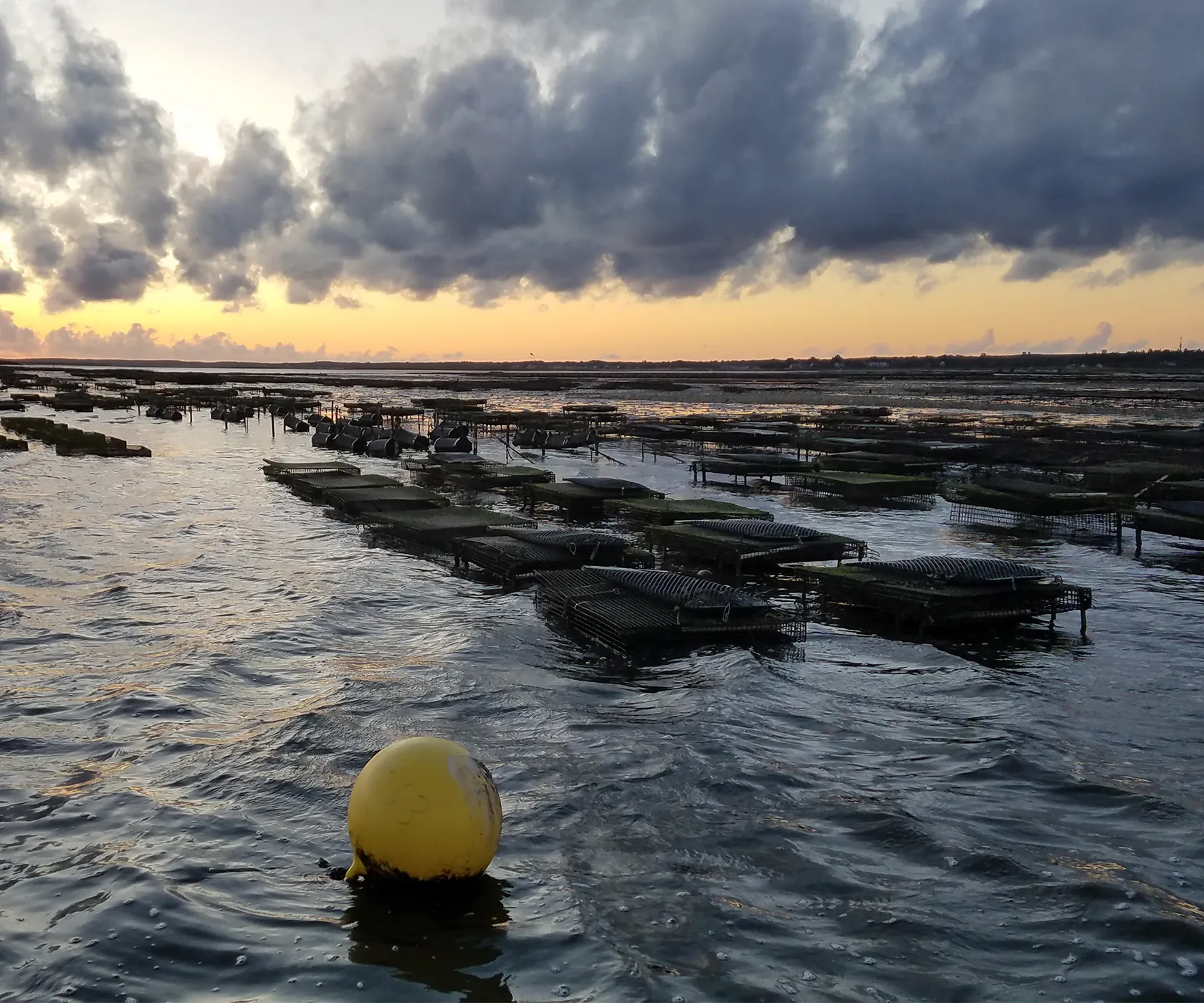 Beach Point Oysters from Barnstable, MA